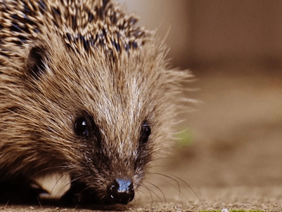 De heks en de&nbsp;egel