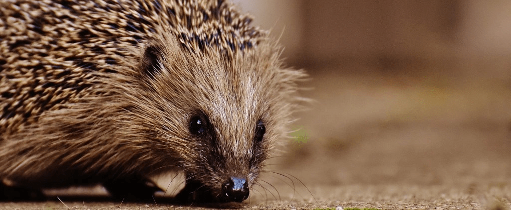 De heks en de&nbsp;egel